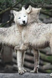      Wolves of the Calla