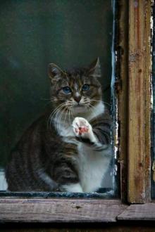      Tabby