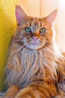      Feline Red
