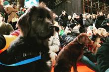      The Day of the Dog