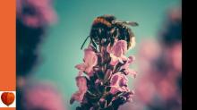      The Tale of Buster Bumblebee