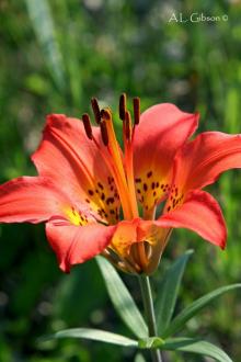      Red Caps and Lilies