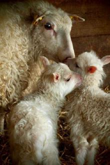      The Sheep and Lamb