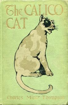      The Calico Cat