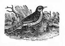      Little Robins Learning to Fly