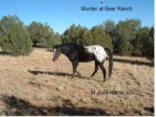      Murder at Bear Ranch