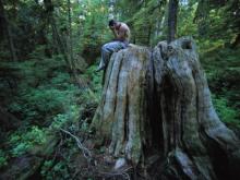      Tree Stump