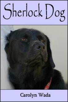      Sherlock Dog