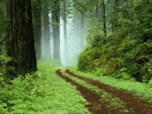      The Pedestrian and Other Poems