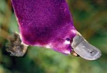      Purple Platypus In: The Wizard of Oz