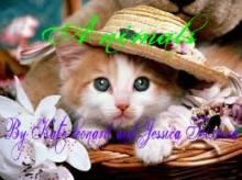      Animals