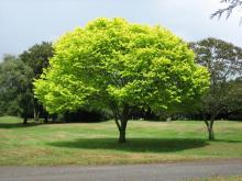      The Tree