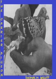      The Carrier Pigeon