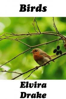      Birds