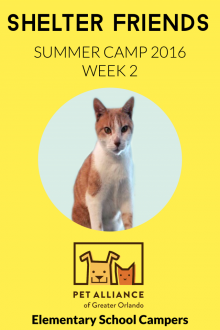      Shelter Friends Summer Camp 2016:  Week 2