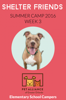      Shelter Friends Summer Camp 2016:  Week 3