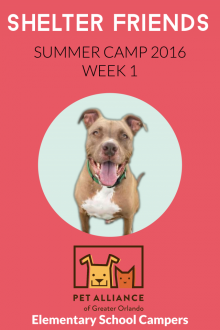      Shelter Friends Summer Camp 2016:  Week 1