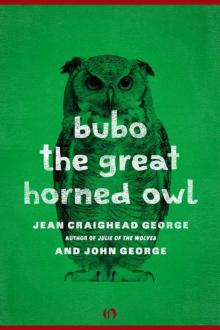      Bubo, the Great Horned Owl