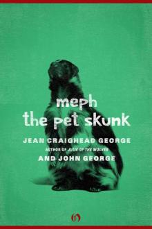      Meph, the Pet Skunk