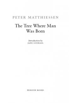      The Tree Where Man Was Born