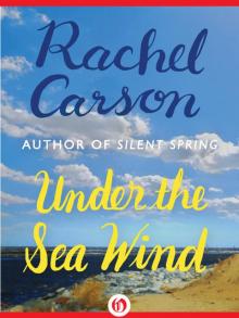      Under the Sea Wind