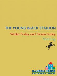      The Young Black Stallion