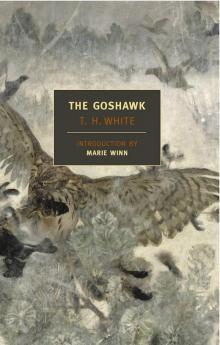     The Goshawk