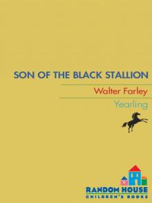      Son of the Black Stallion