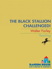      The Black Stallion Challenged
