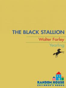     The Black Stallion