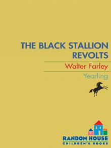      The Black Stallion Revolts
