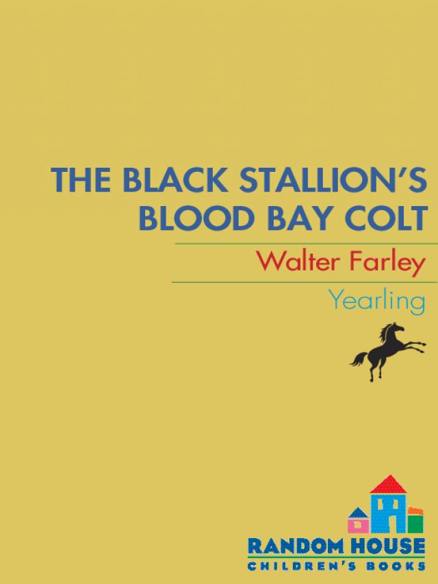 The Black Stallion The Black Stallion