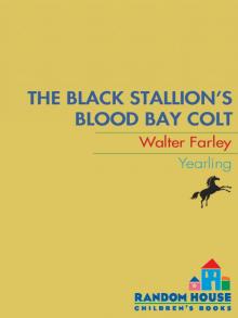      The Black Stallion's Blood Bay Colt
