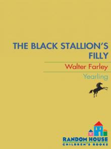      The Black Stallion's Filly